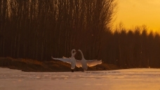 ��ִ����