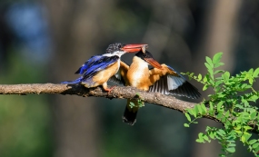 ɽ�ּ����ɫ��Ӱ