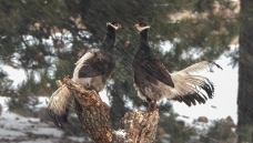 ��ѩ����