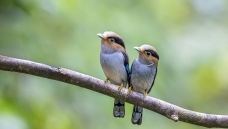 ����˿����