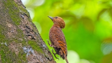 ����ľ��