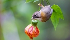 �ڳ�����ɽС����