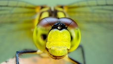 ���Ѹ���