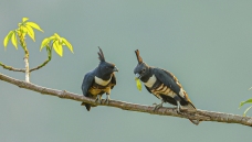 �ƻ���Լ��������ܰ����