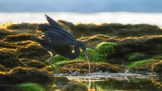 ������ʳ