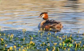 ������ˮ�䣬ĸ�����岨