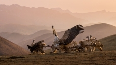 ��ϼ�е�����  ף����ʦ�����ٻ��������