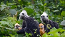 ����С���