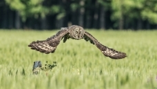 �������è��