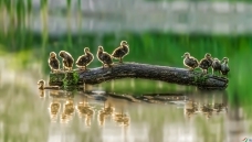 ���⸡ľ.ѼӰ����