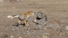 ����ԭ���ţ��غ������������沩�ġ�