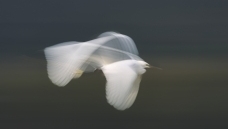 ����:Ʈ��