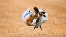 ���ߵĻ���