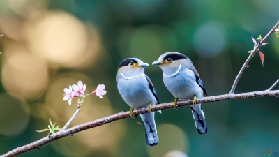 ����˿����