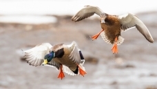 ��ʽ����