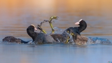 ������צ