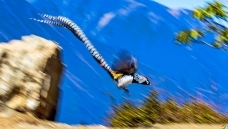 ���۶���