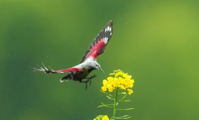 ��������������ȸ