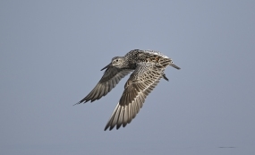 ��Լ���������