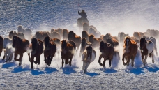 ��̤ѩ�ر�С��