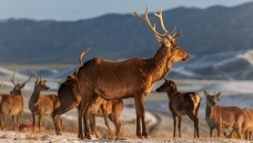 ��¹-����¹Ӱѩ����-