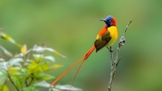 ��β̫����