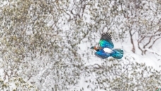 ���ɷ���