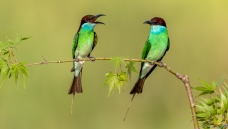 �����仢 4