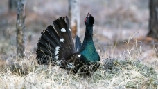 ������ĺ�����