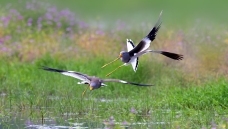 ����̫��