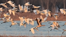 ��������ӡ��ػ����������