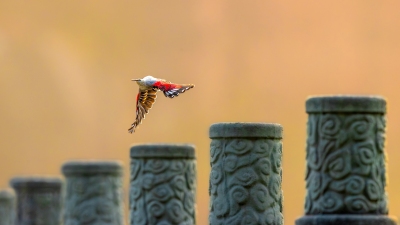 �������ȸ