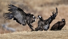 �������ѣ�