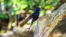 ���Ρ�������β