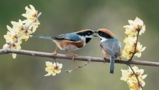 �������మ��(��ͷ��βɽȸ)20260212������