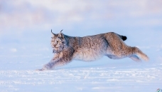 ûϴ����ѩԭ����