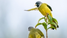 ����ָ�ķ����