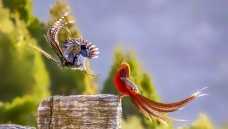 ף���й��������Ű�ʢ��