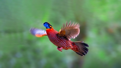 ��������