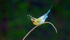 ʳ���˲��