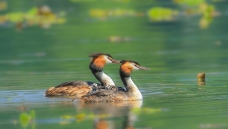 ����ԲԲ������