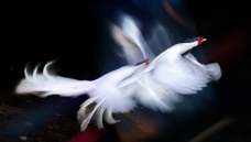 ˫������