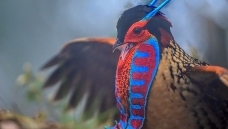 Ư��Χ��