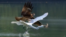 ���ɿ�����