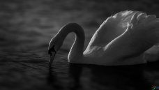 Ϧ��������