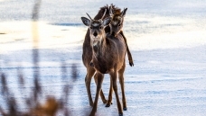 ������ĺ�����