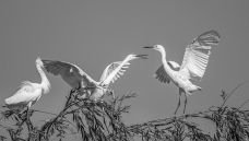 ���ұ���ս