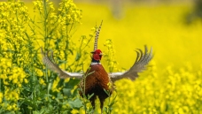 �������������˵�ͷ