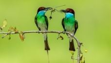 �����仢 9