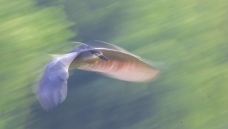 ҹ��